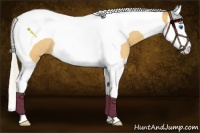 Horse Color:Silver Buckskin Roan Splash Tobiano Rabicano