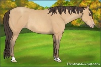 Horse Color:Amber Champagne Rabicano