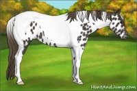 Horse Color:Smoky Black Tobiano Near Leopard