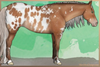 Horse Color:Gray White Spotted Silver Amber Champagne Sabino Appaloosa Rabicano