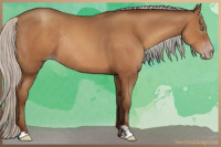 Horse Color:Gray Silver Amber Champagne Sabino Rabicano 