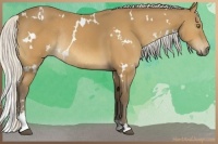 Horse Color:White Spotted Silver Buckskin Sabino Rabicano 