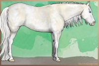 Horse Color:White Spotted Silver Perlino Dun Splash Appaloosa 