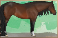 Horse Color:Gray Bay 