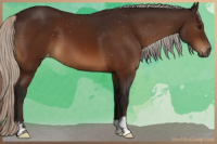 Horse Color:Gray Silver Bay Appaloosa 