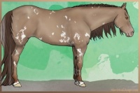 Horse Color:White Spotted Classic Champagne 