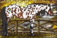 Horse Color:Bay Appaloosa 