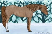 Horse Color:Red Roan 