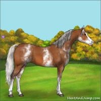 Horse Color:White Spotted Silver Bay Splash 