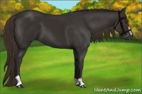 Horse Color:Liver Chestnut Sabino 