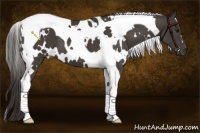 Horse Color:White Spotted Smoky Black Tobiano