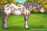 Horse Color:Brown Frame Appaloosa  and Brown Frame Appaloosa 