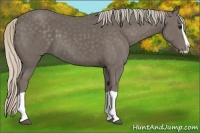 Horse Color:Silver Black Splash 