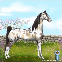 Horse Color:Liver Red Onyx Roan Appaloosa