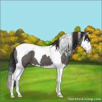 Horse Color:Grullo Splash Tobiano