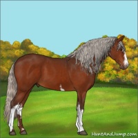 Horse Color:White Spotted Silver Brown Sabino