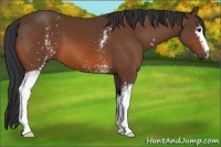 Horse Color:White Spotted Bay 