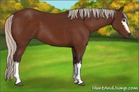 Horse Color:White Spotted Silver Bay
