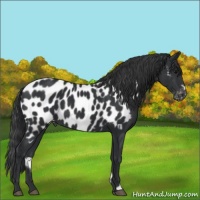 Horse Color:Black Frame Appaloosa
