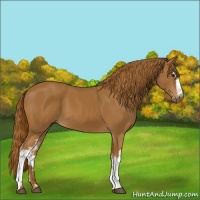 Horse Color:White Spotted Chestnut 