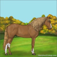 Horse Color:White Spotted Chestnut