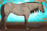 Horse Color:Liver Red Dun Roan 