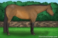 Horse Color:Buckskin 