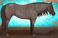 Horse Color:Liver Red Roan 