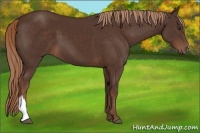 Horse Color:Liver Chestnut 