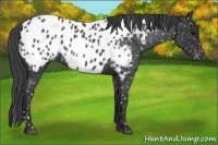 Horse Color:Blue Roan Near Leopard