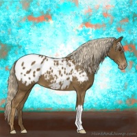 Horse Color:Chocolate Palomino Appaloosa 