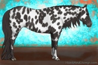 Horse Color:Smoky Black Appaloosa 