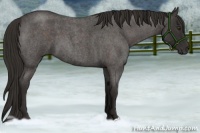 Horse Color:Liver Red Roan 