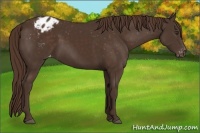 Horse Color:Liver Chestnut Appaloosa 
