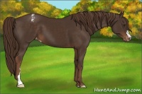 Horse Color:Liver Chestnut Appaloosa