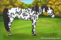 Horse Color:Blue Roan Leopard 