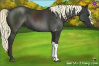Horse Color:Liver Chestnut Mushroom 