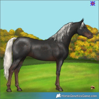 Horse Color:Liver Chestnut Mushroom 