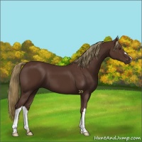 Horse Color:Liver Chestnut 