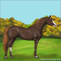 Horse Color:Liver Chestnut Splash 