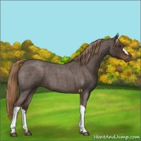 Horse Color:Liver Red Roan 