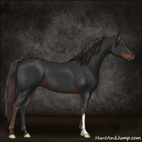 Horse Color:Gray Liver Chestnut 