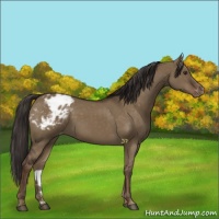 Horse Color:Liver Red Dun Appaloosa 