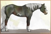 Horse Color:Gray Liver Chestnut Mushroom Splash Frame 