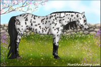 Horse Color:Gray Brown Near Leopard 
