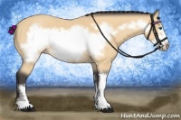 Horse Color:Buckskin Frame 