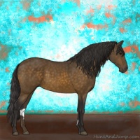 Horse Color:Buckskin 
