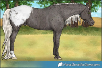 Horse Color:Liver Chestnut Ice Mushroom Appaloosa 