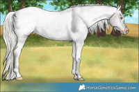 Horse Color:Liver Chestnut Ice Mushroom Appaloosa 
