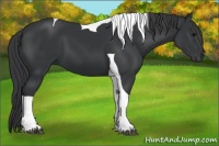 Horse Color:Black Tobiano 